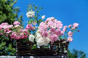 pink Roses Bouquet Of Blossom