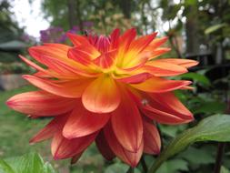 Orange Flower Petals at garden