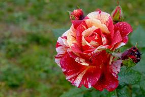 Multi colored Rose Blossom Bloom