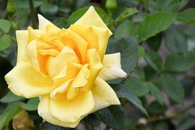 Close-up of the beautiful, blossoming, orange and yellow rose flower, among the green leaves