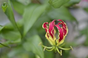 Green and red Flower Orchid