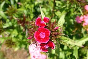 Sweet William Flowers at Summer