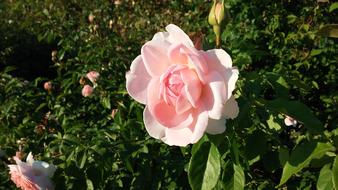 gently pink roses with buds on the bush