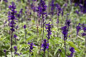 Macro photo of Blue Flowers Discounts