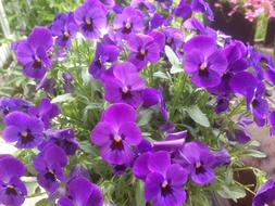 Pansy as a Purple Flower