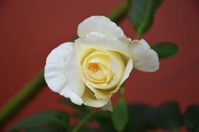 Rose Vicky Flower
