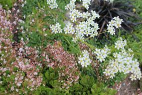 alpine white and pink flowers on the rock