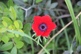 small red flower in the meadow close up