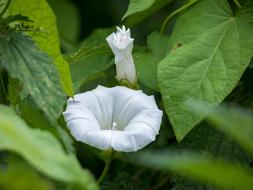 Bindweed Blossom Bloom