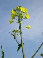 Rapeseed Arable Farming flower