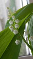 Lily Of The Valley White Flowers at home