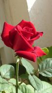 Rose Red Flower