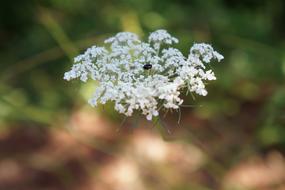 Close Up picture of Meadow flowers White