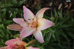 pink spring lily in the garden