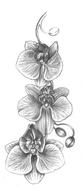 Beautiful, black and white drawing of the orchid flowers on the vine, clipart