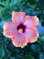 Close-up of the colorful and beautiful hibiscus flower among the shiny green leaves