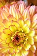 Macro photo of yellow Flower Dahlia