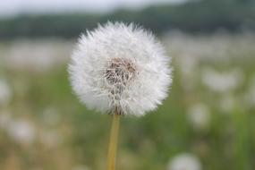 Dandelion Bloom at Garden