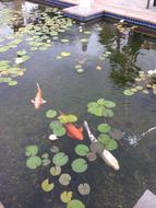 Pond Koi Fish