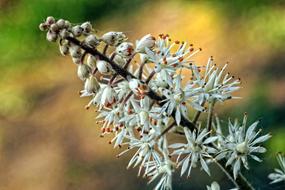 white Chestnut Blossom Blooms