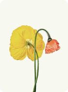 yellow and orange poppy on white background