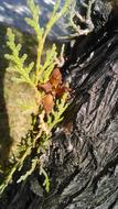 orange sprout on a log