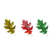 colored leaves on a white background
