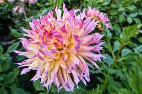 Close-up of the colorful and beautiful, blooming dahlia flowers among the green leaves