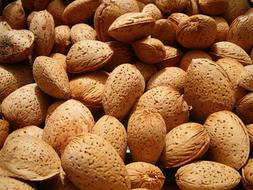 Close-up with nuts in the shell