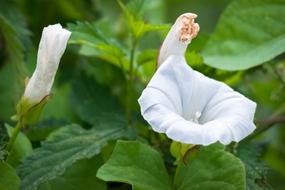 Close-up of the beautiful, white and orange bindweed flowers and green leaves