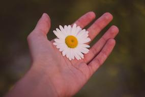 White Flower on Hand