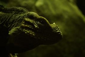dark lizard photo