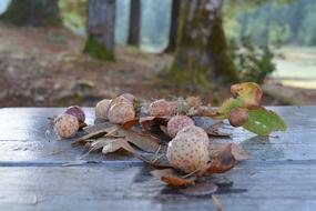 ripe ink nuts on the table