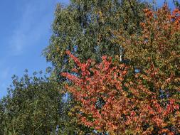 fall trees are colorful in the garden