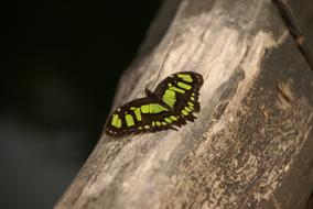 Butterfly Green Black