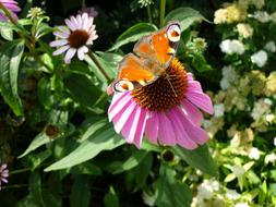 Peacock Butterfly on pink coneflower