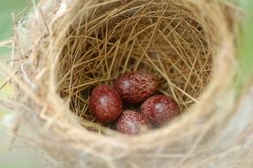 spotted brown Eggs in Bird nest