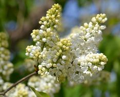 Lilac Leap May flowers