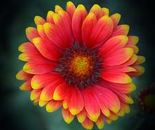 flower with red yellow petals on a blurred background