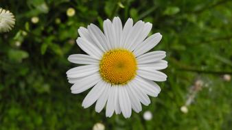Margarite Meadow Flower