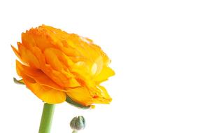 Ranunculus Flower Blossom
