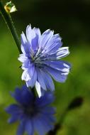 blue Chicory Flower at garden