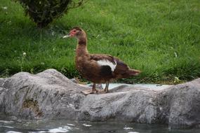 Duck Water Park Leolandia