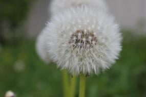 Dandelion Flower