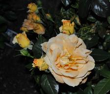 Flower Summer