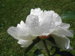 White The Peony Flower