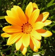 Flower Yellow Daisy