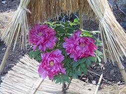 beautiful peonies in the home garden