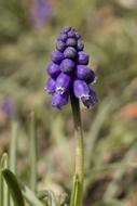 Muscari Blossom Bloom