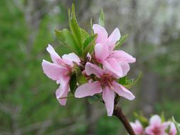 flowering branch of peach tree on blurred background